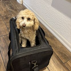 Sherpa’s Pet Carrier