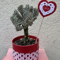 Valentines Gift 