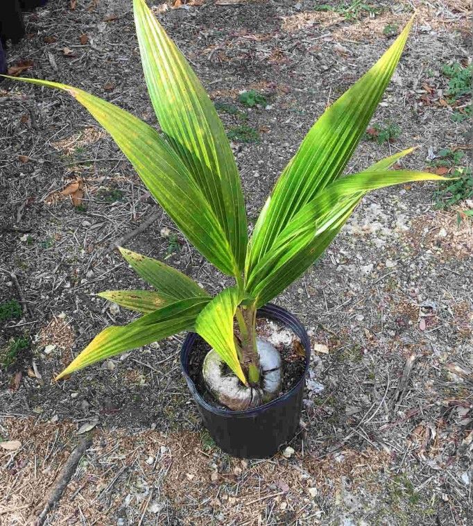 Hawaii Dwarf Coconut Seedling Plant Tree 3gallon Producing Fruits Begining At 5ft