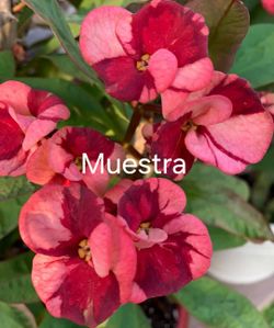 Planta. Corona de cristo ID vino tinto