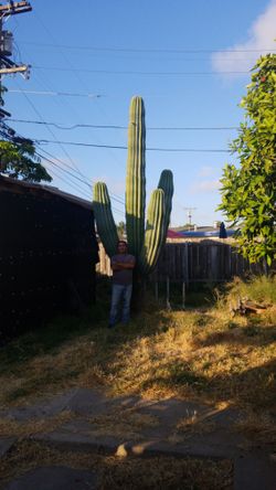 20 year old Cactus roughly 16ft high 6ft diameter (arm to arm)