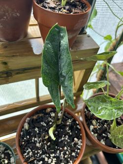Alocasia Scalprum