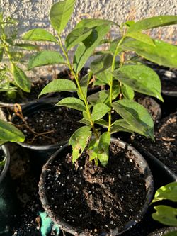 Sour Sop Plant