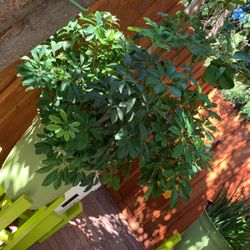 Huge Beautiful  Plant 