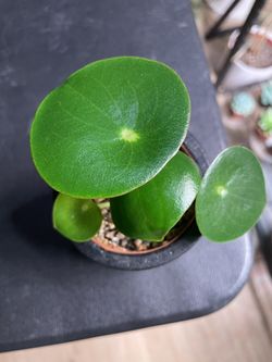 peperomia raindrop plant