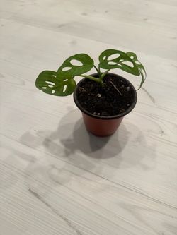 Monstera Adansonii