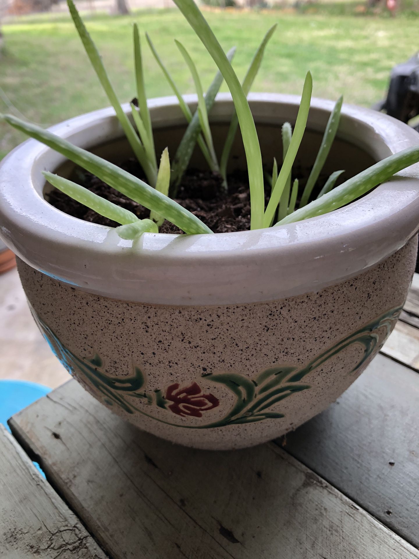 Aloe Vera & Ceramic Pots