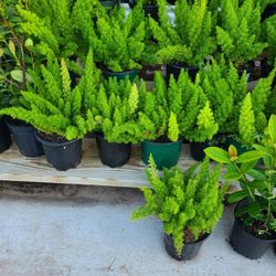 Foxfern Plants 1gallon 