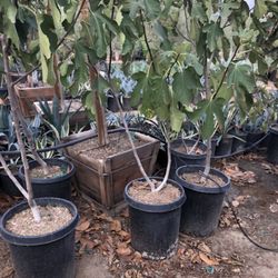 Fig Tree 