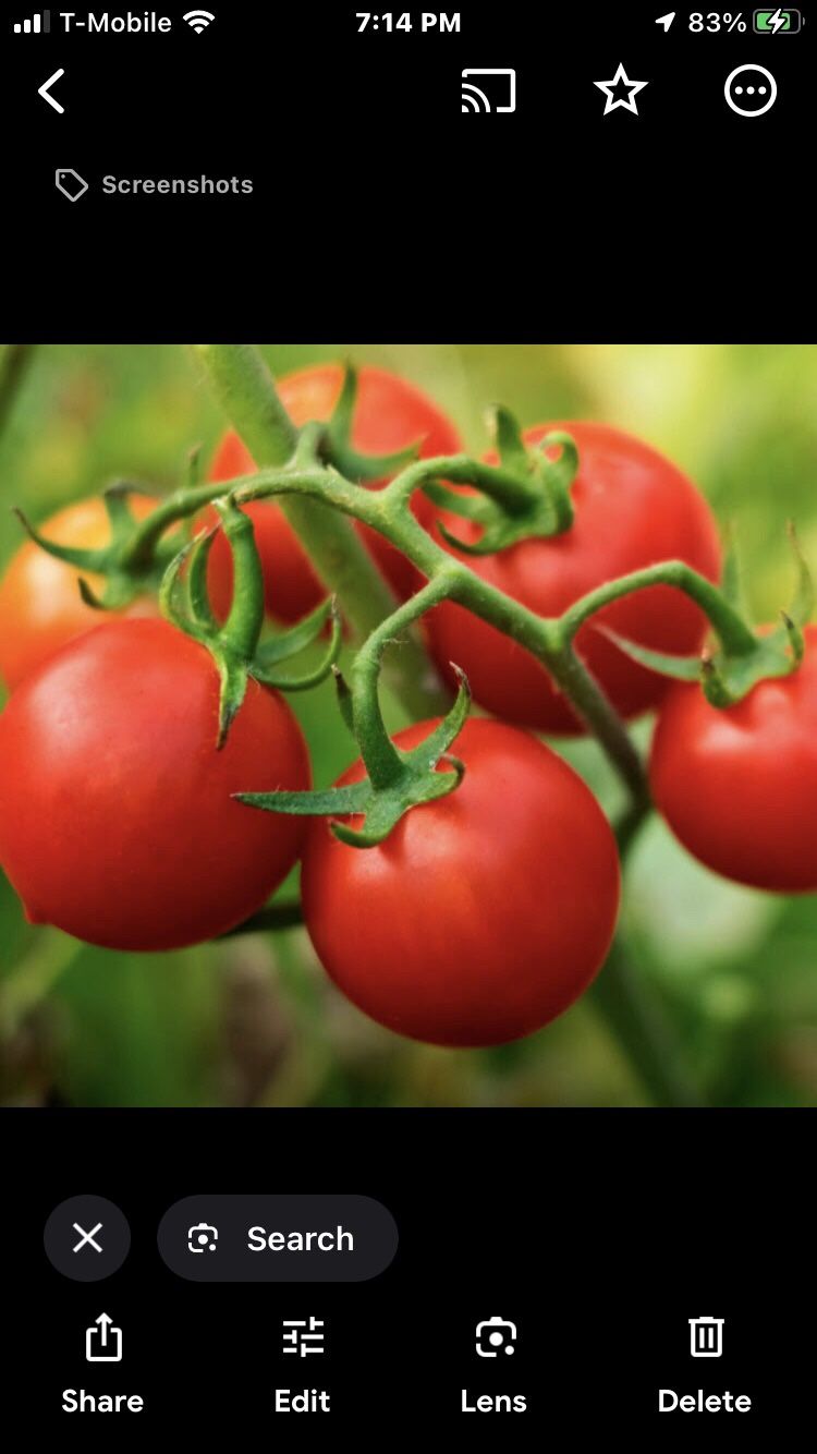 Sweet Cherry Tomato Seedling Plant 1 Gallon Free Black Eyed Susan Plant