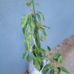 Dwarf Avocado Tree 