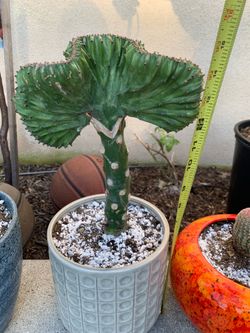 Coral cactus plant