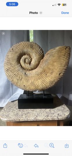 Large Ammonite Fossil 