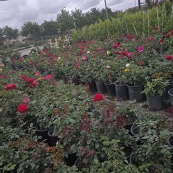 Rose Bush 