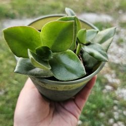 Succulent Plants, Green Plastic Pot