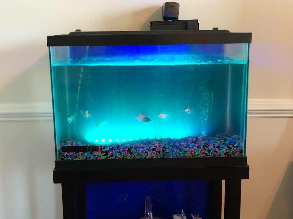 20 gallon Aquarium Tank