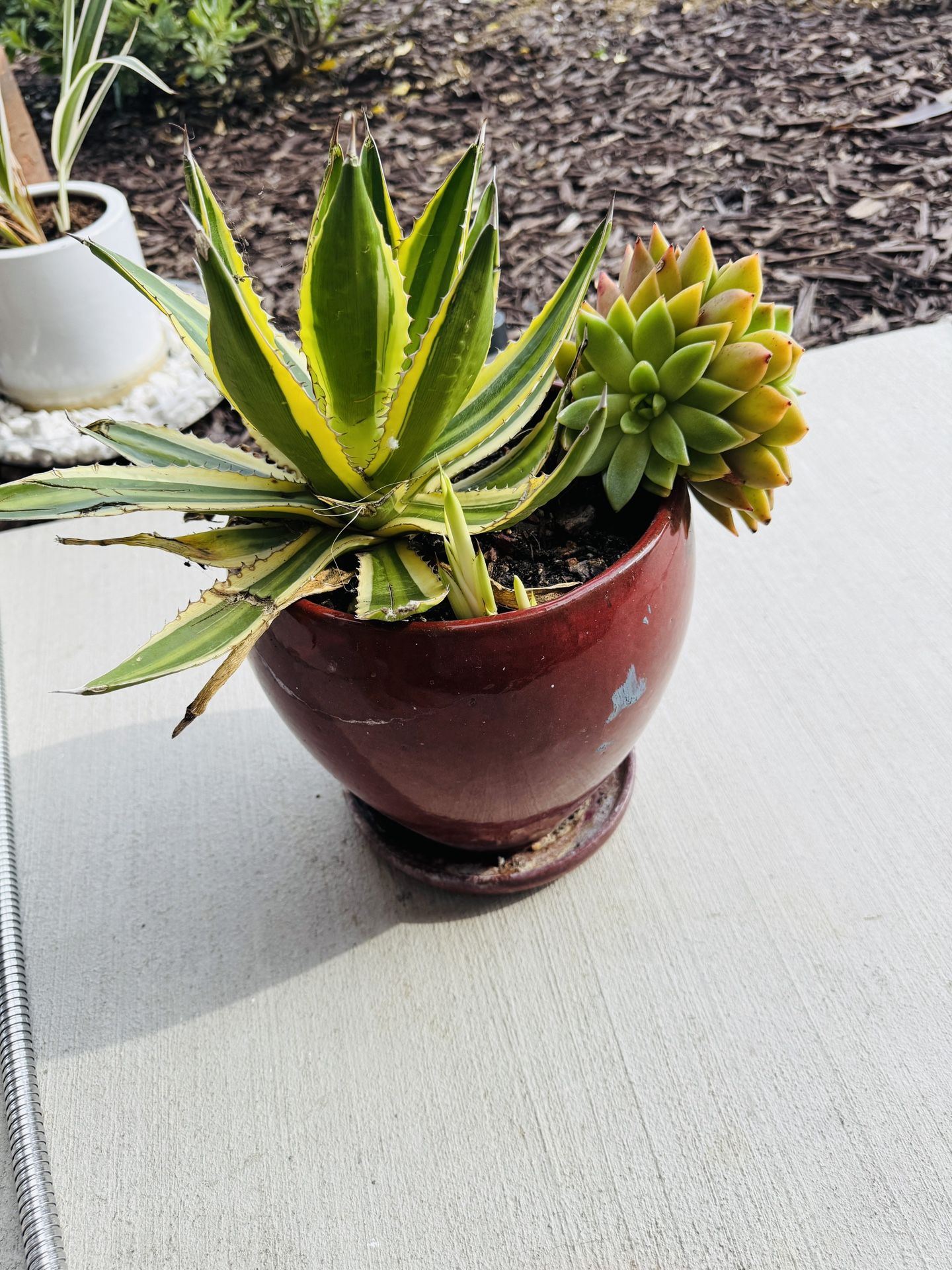 Big Succulent Plant