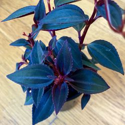 Rare Non-Toxic Arthrostemma Parvifolium Melastome Plant / Free Delivery Available 