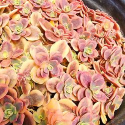 Succulents Plants Super RARE And Beautiful!! In A 6in /gallon Size Pot Pick Upland 