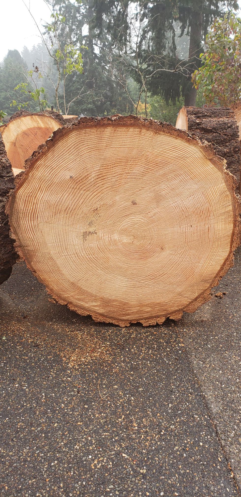 Firewood, large rounds