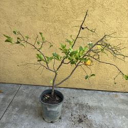 Yellow lemon