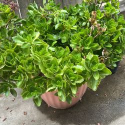 Natural Plant 