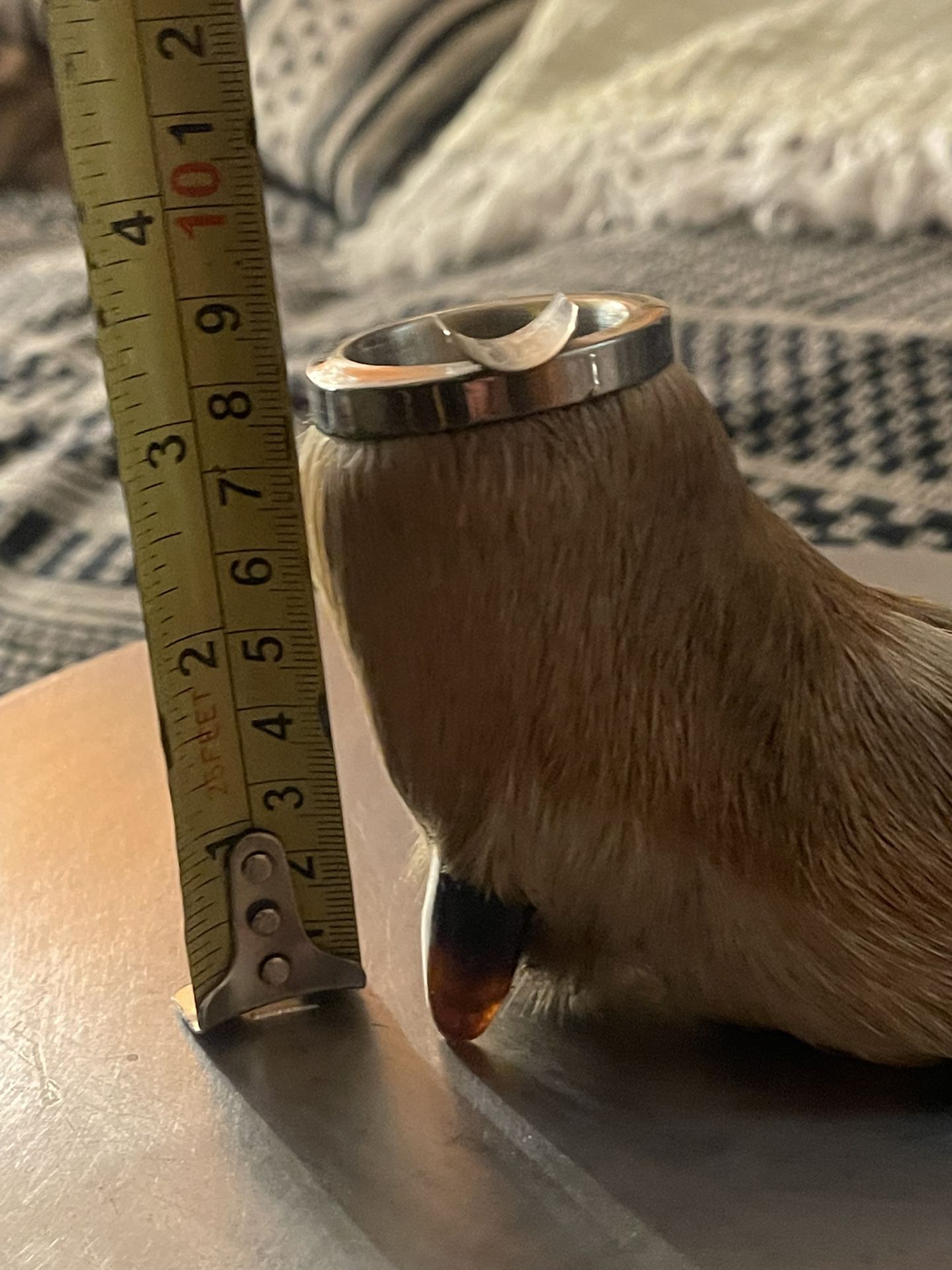 Antique Taxidermy Deer Hoof Ashtray