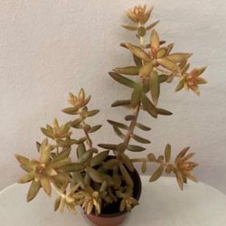 Cute Succulent