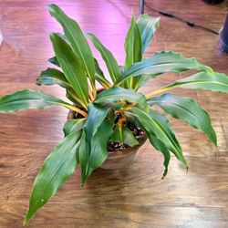 Chlorophytum Orchidastrum (Orange Spider Plant)