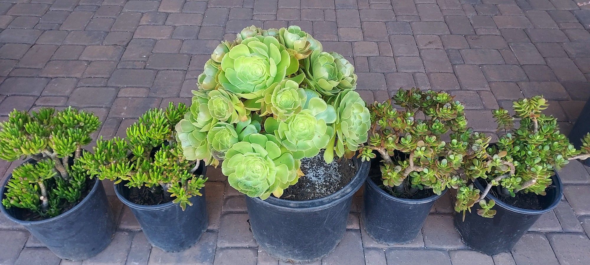 Succulent Plants