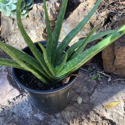 Aloe Plant