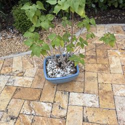 Beautiful Bonsai Plant With Pot. 