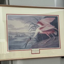 Framed Roseate Spoonbill