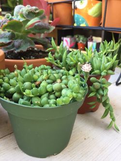 Succulents 4”