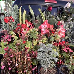 Plants and fruits trees/ Plantas y arboles frutales