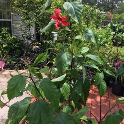 This Pretty Hibiscus, 5 To 6 Plant In A Pot ! You Can Separate Them ! Just $20! 