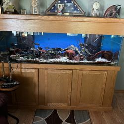 120 Gallon Aquarium