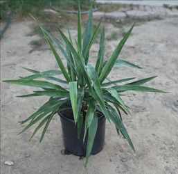 Soft Leaf Yucca