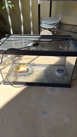 Lizard tanks