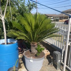 Plant For Sale