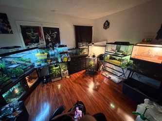 toys geckos