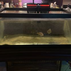 55 Gallon With Accessories