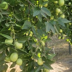 Manzanita China.    $ 2.    Libra 