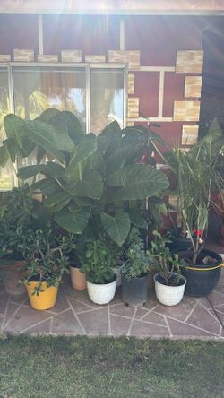 BIG Plants for sell