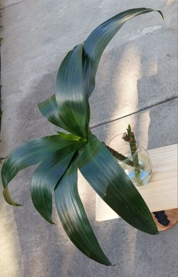 Dracaena Fragrans Plant