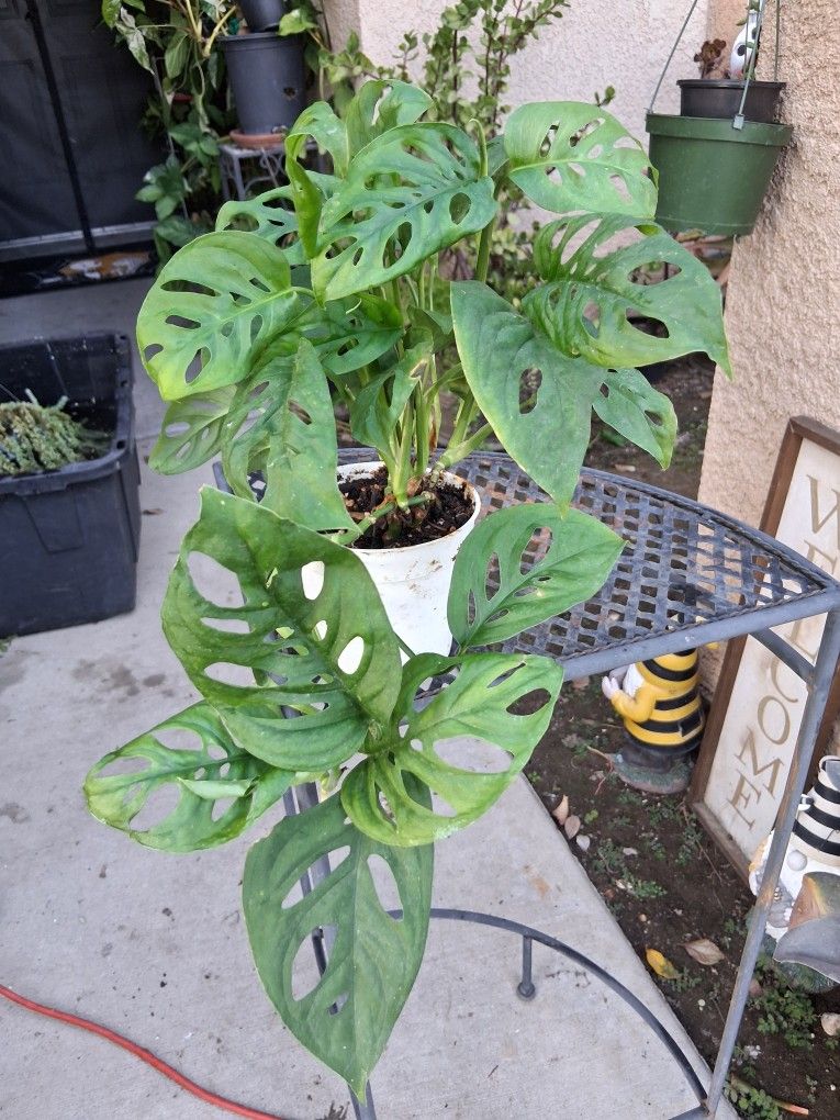 Small Monstera Swiss Cheese Plant $18