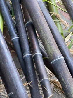 Black bamboo sticks