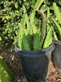 15 gallon Dragon fruit cactus strawberry pear Hylocereus Pitaya white-fleshed