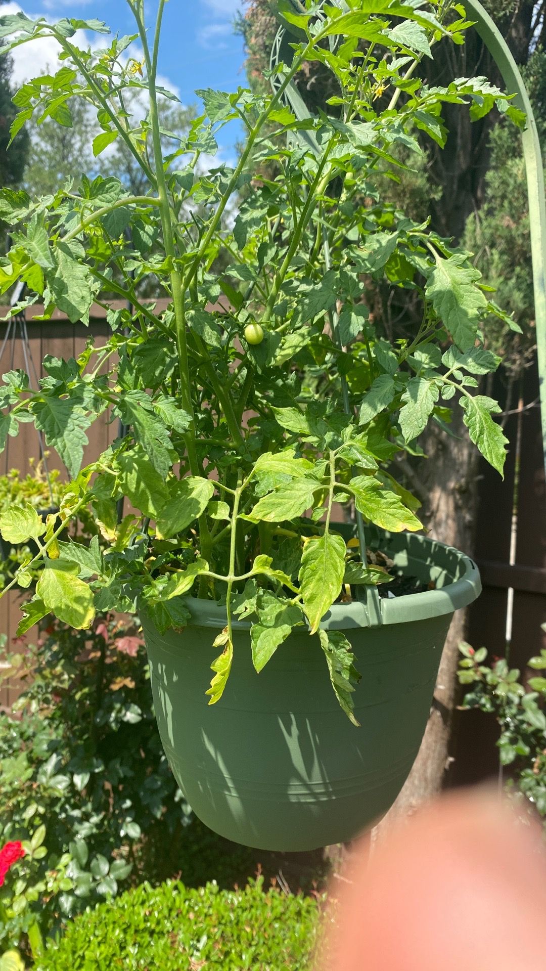 Cherry tomatoes hanging basket