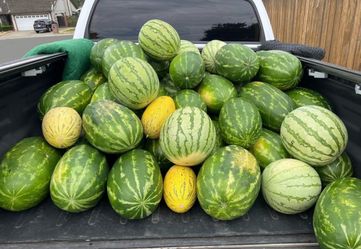 Red Seeded Watermelons